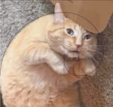 golden_catio
