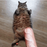 gatto-cibo
