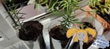 Baby sequoias