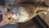 orange cat