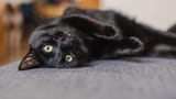 black-cat-min-e1680636929915-960x540