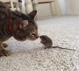 Cat.and.Mouse............