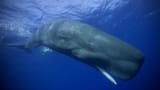 sperm whale