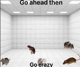 rats