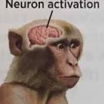 neurons