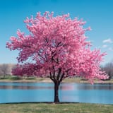 blooming-pink-tree-stockcake