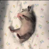 baby sleeps