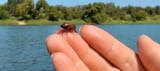 groundbeetle