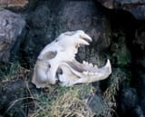 skull lion