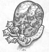 flail_snail