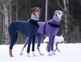 stylish doges