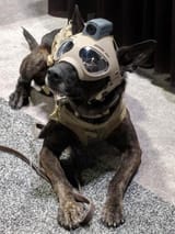 cyborg