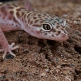 discovering-the-western-banded-gecko-in-borrego-springs-and-anza-borrego-state-park