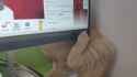 CAT (ITCHY MONITOR)_thumb.jpg
