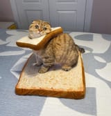 CAT (DOUBLE BREAD)