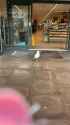 birb gets sandwich_thumb.jpg