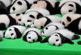 gty_baby_pandas_02_jc_160930
