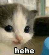 hehe-cat-cute-hehe