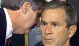 bush