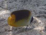 a mystery fish