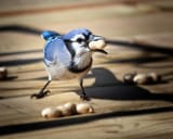 blue-jay-eating-a-peanut-al-mueller