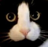 Thread 22988556 OP Image