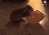 bunny-tryingtomate2