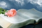 Bible and rose
