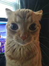 Gakster