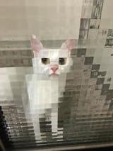 minecraft_kot