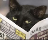 black cat newspaper