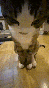 devious-looking-cat[1]