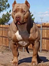shitbull