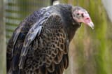 vulture_web-1024x683