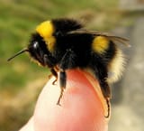 Bee