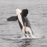 Saving_Willy