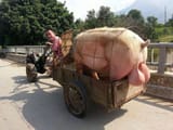 hog