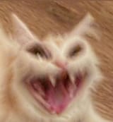 cursed_yelling_white_cat__meme_base__by_lyaidemon_de4aqtj-pre