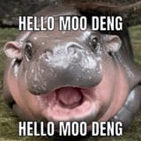 hello-moo-deng-meme-v0-0PlnA_1Ov4Vdqu-cInxheqtSRK0YZh6dzbbEYFGBlPw