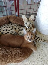 Asha%20and%20Vallie2-1000x1000-3XeDAxpXUI