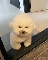 faggot dog&#039;s brother
