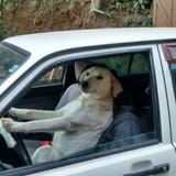 car doggo