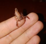 earwig