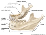 mandible