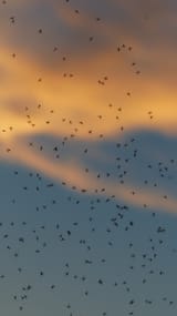 mosquito-swarm-1837659_1280