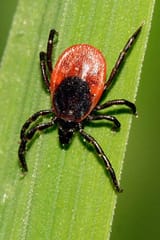 tick