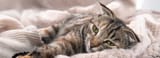 desktop-19-Can-Do-cats-cry