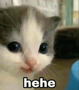 hehe-cat-cute-hehe (1)
