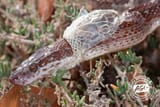 Brown_House_Snake_7_Shedding_web