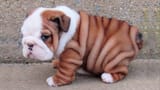 english bulldog